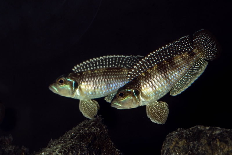 Lamprologus meleagris 'Moba'